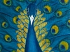 Painting by Tara Leaver: Peacock