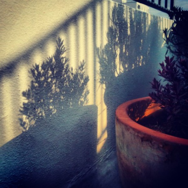 plant shadows