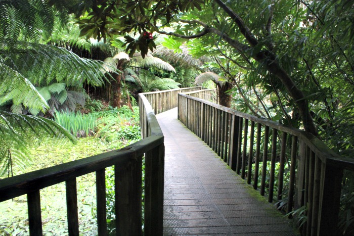 jungle walkway