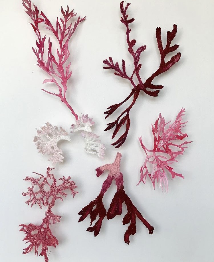 Anna Liversidge seaweed