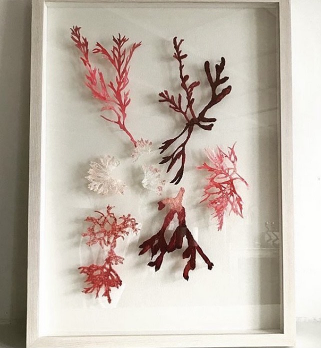 Anna Liversidge seaweed framed