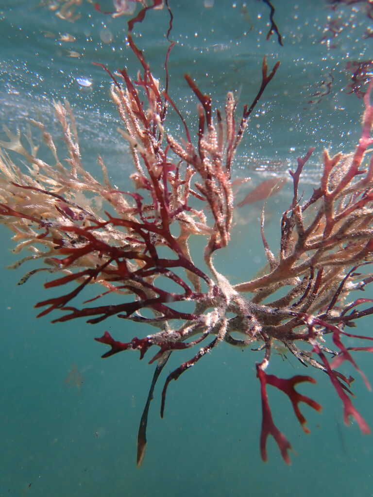 Seaweed photo by Tara Leaver